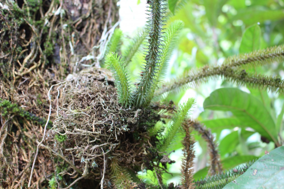 Phlegmariurus squarrosus  (G.Forst.) A.Löve & D.Löve